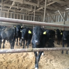 山本牧場の牛たち
